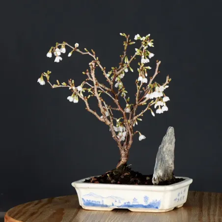 image supplémentaire - CERISIER DU JAPON "PRUNUS...