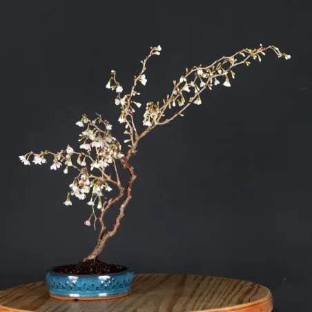 Japanese cherry tree "prunus kojo no mai" 2-4