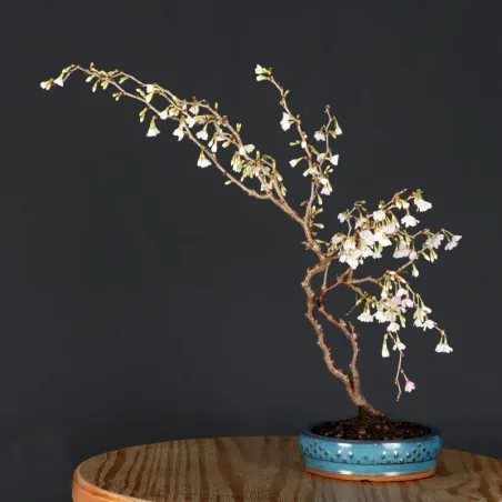 image supplémentaire - CERISIER DU JAPON "PRUNUS...