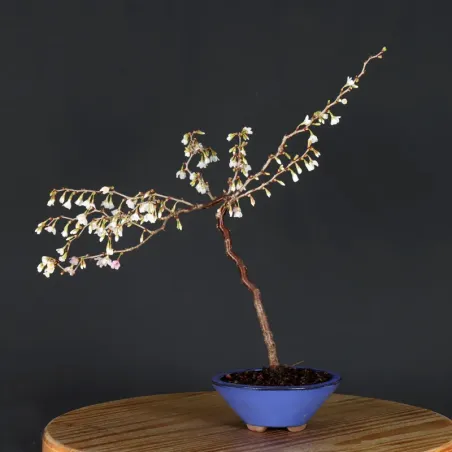 Japanese cherry tree "prunus kojo no mai" 2-5