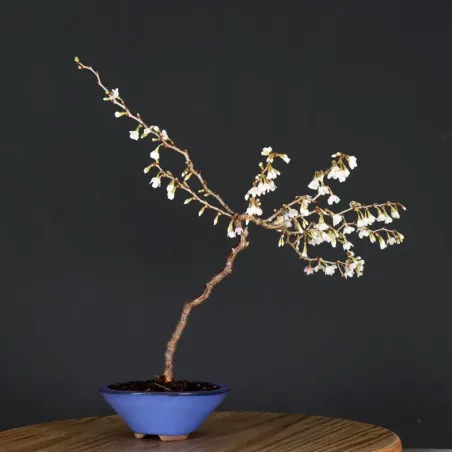 image supplémentaire - CERISIER DU JAPON "PRUNUS...