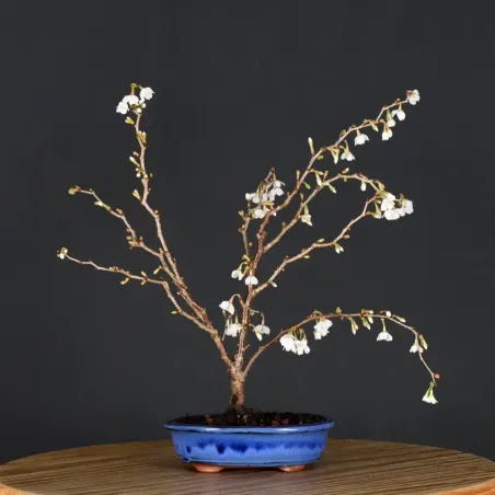 CERISIER DU JAPON "PRUNUS KOJO NO MAI" 2-6