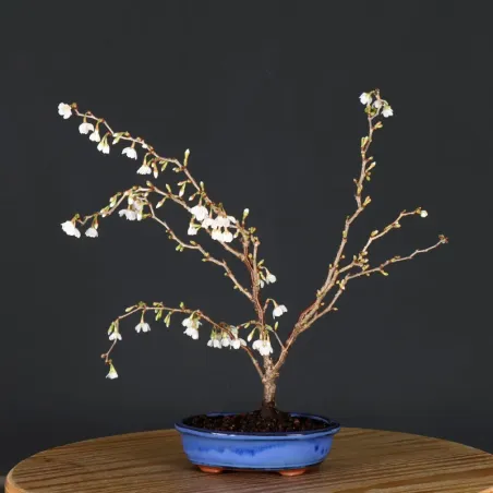 image supplémentaire - Japanese cherry tree...