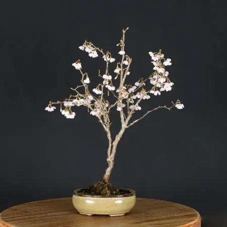 Japanese cherry tree "prunus kojo no mai" 2-7