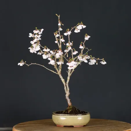 image supplémentaire - CERISIER DU JAPON "PRUNUS...