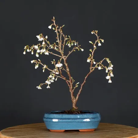 Japanese cherry tree "prunus kojo no mai" 2-8