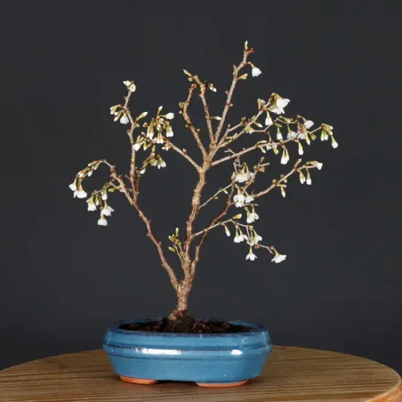 image supplémentaire - CERISIER DU JAPON "PRUNUS...