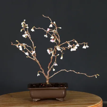 CERISIER DU JAPON "PRUNUS KOJO NO MAI" 2-9