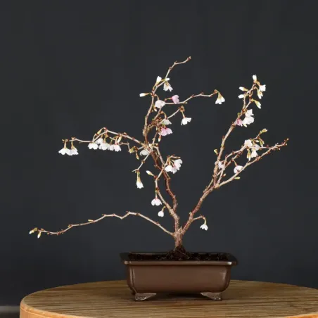 image supplémentaire - Japanese cherry tree...