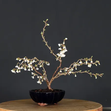 Japanese cherry tree "prunus kojo no mai" 2-10