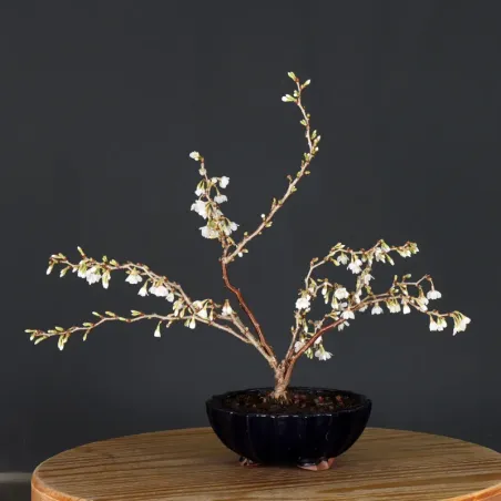 image supplémentaire - CERISIER DU JAPON "PRUNUS...