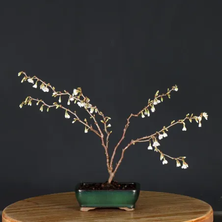 CERISIER DU JAPON "PRUNUS KOJO NO MAI" 2-11