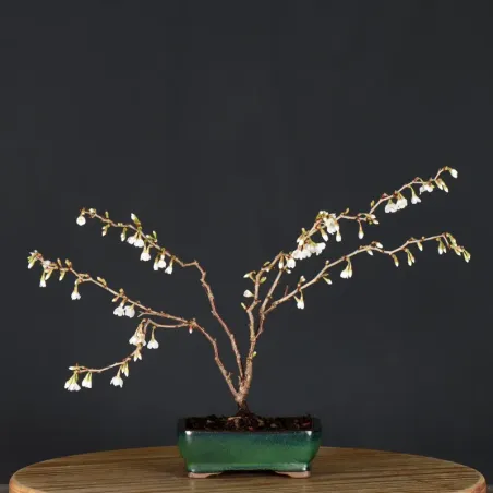 image supplémentaire - Japanese cherry tree...