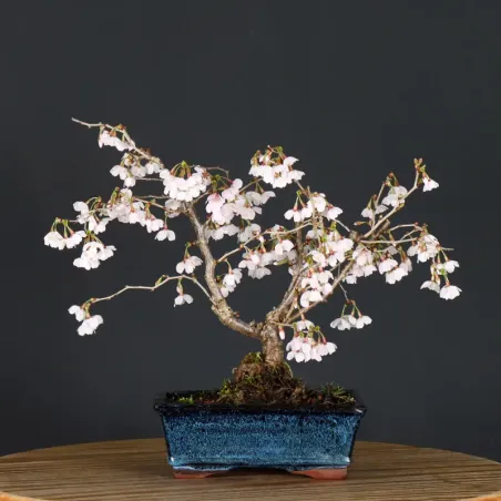 CERISIER DU JAPON "PRUNUS KOJO NO MAI" 2-12