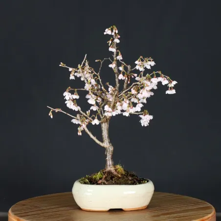 CERISIER DU JAPON "PRUNUS KOJO NO MAI" 2-13