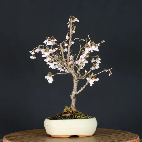 image supplémentaire - CERISIER DU JAPON "PRUNUS...