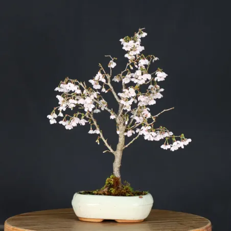 Japanese cherry tree "prunus kojo no mai" 2-14