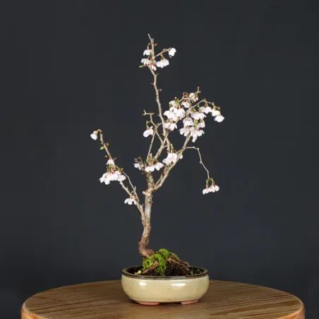 Japanese cherry tree "prunus kojo no mai" 2-15