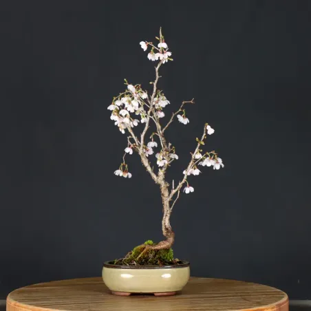 image supplémentaire - CERISIER DU JAPON "PRUNUS...