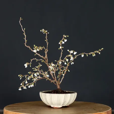 CERISIER DU JAPON "PRUNUS KOJO NO MAI" 3-1