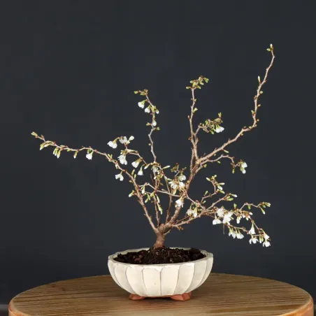 image supplémentaire - Japanese cherry tree...