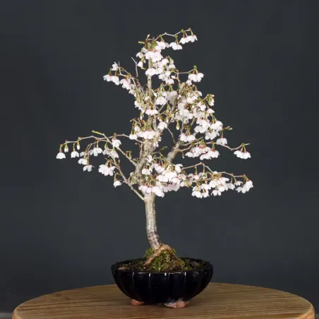 CERISIER DU JAPON "PRUNUS KOJO NO MAI" 3-2