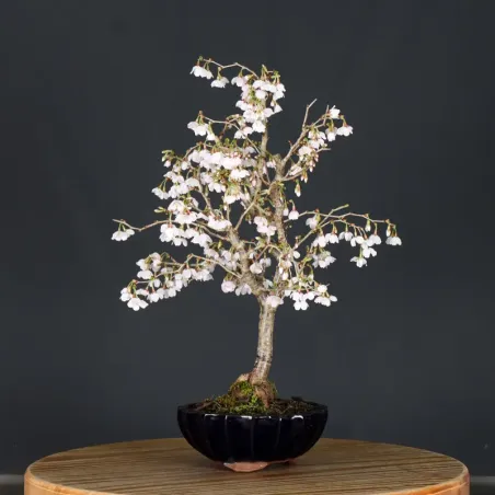 image supplémentaire - CERISIER DU JAPON "PRUNUS...