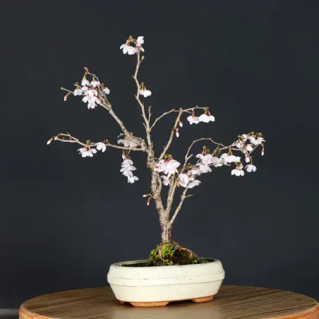 Japanese cherry tree "prunus kojo no mai" 3-3