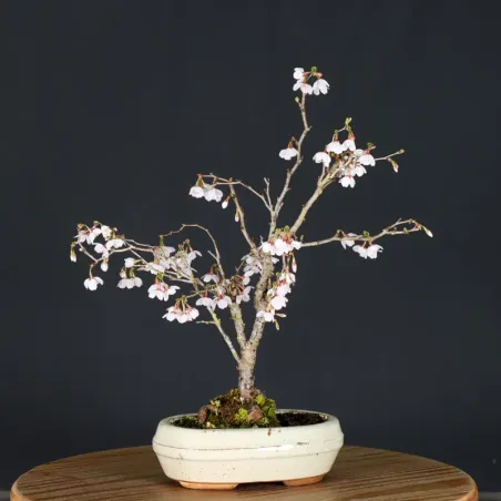 image supplémentaire - CERISIER DU JAPON "PRUNUS...