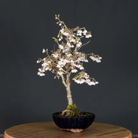 Japanese cherry tree "prunus kojo no mai" 3-4