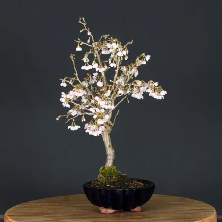 image supplémentaire - CERISIER DU JAPON "PRUNUS...