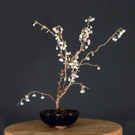 Japanese cherry tree "prunus kojo no mai" 3-5