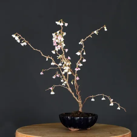 image supplémentaire - Japanese cherry tree...