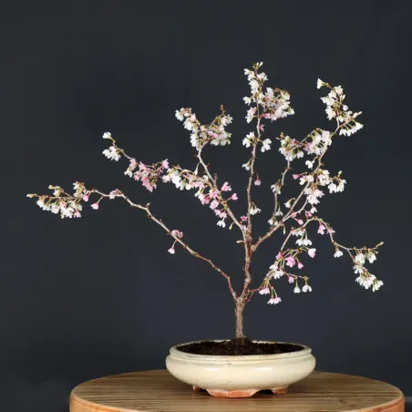 CERISIER DU JAPON "PRUNUS KOJO NO MAI" 3-6