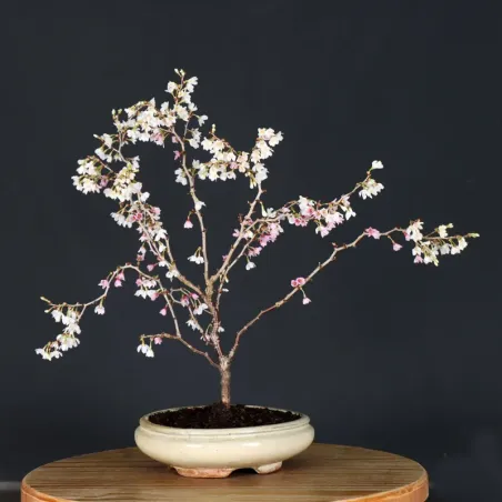 image supplémentaire - Japanese cherry tree...