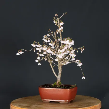 Japanese cherry tree "prunus kojo no mai" 3-7