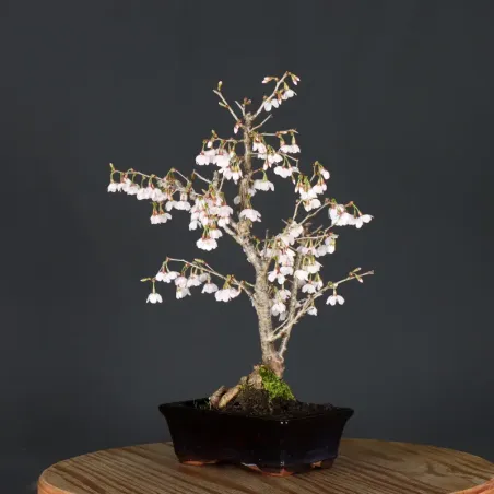 image supplémentaire - CERISIER DU JAPON "PRUNUS...