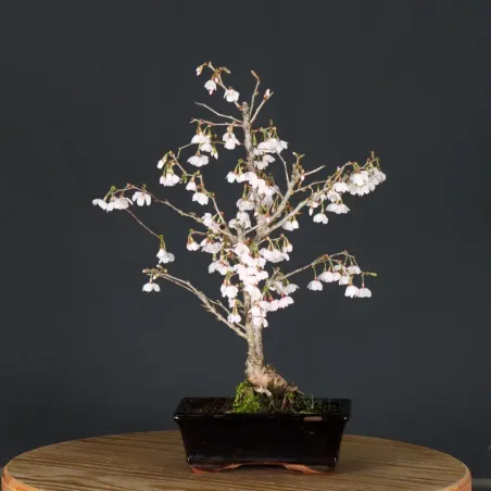 CERISIER DU JAPON "PRUNUS KOJO NO MAI" 3-9