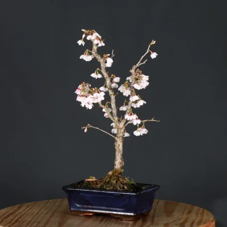 CERISIER DU JAPON "PRUNUS KOJO NO MAI" 3-10