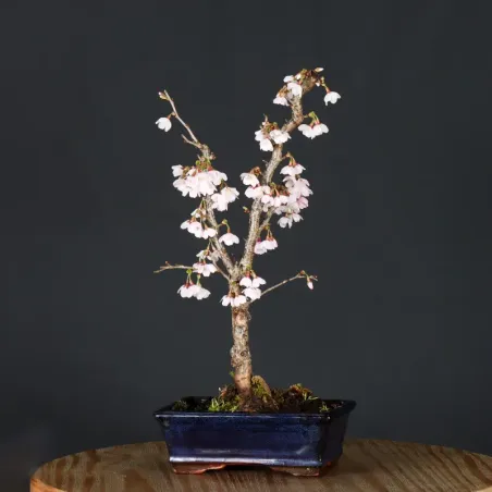 image supplémentaire - Japanese cherry tree...