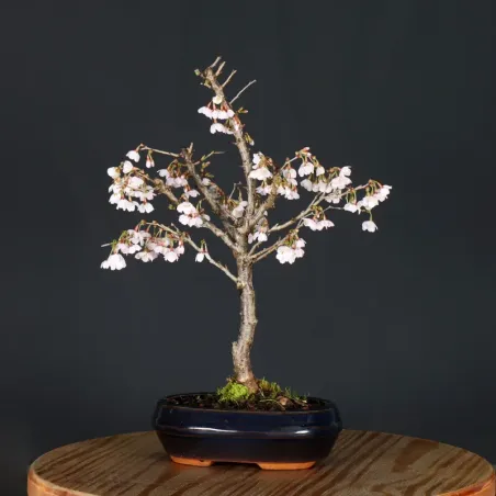 image supplémentaire - CERISIER DU JAPON "PRUNUS...