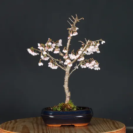 Japanese cherry tree "prunus kojo no mai" 3-11