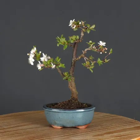 BONSAI APPLE TREE "MALUS DOMESTICA" 1-10