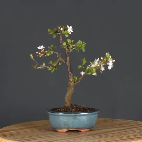 image supplémentaire - BONSAI APPLE TREE "MALUS...