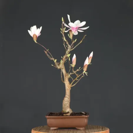 image supplémentaire - MAGNOLIA SOULANGEANA 1-1