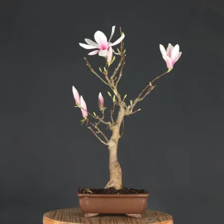 Bonsai Magnolia