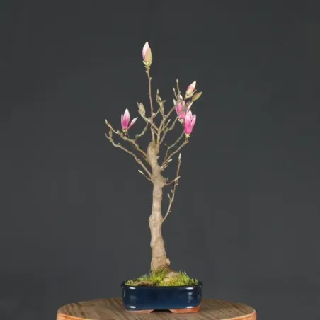 Bonsai Magnolia