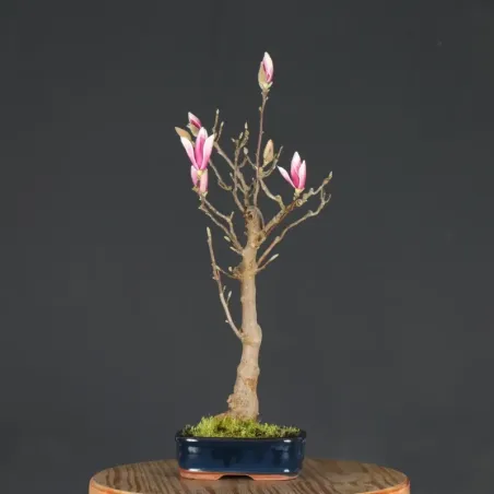 image supplémentaire - MAGNOLIA SOULANGEANA 1-2