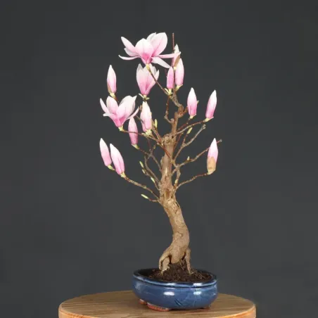 image supplémentaire - MAGNOLIA SOULANGEANA 1-3