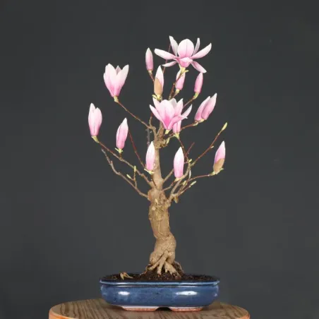 Bonsai Magnolia